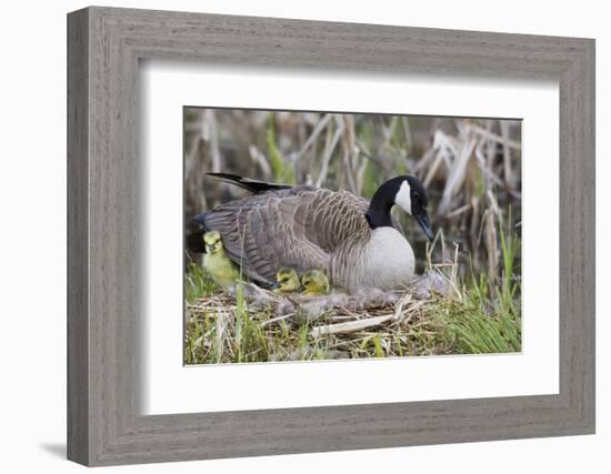 Canada Goose on Nest with Newly Hatched Goslings-Ken Archer-Framed Photographic Print