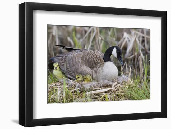 Canada Goose on Nest with Newly Hatched Goslings-Ken Archer-Framed Photographic Print