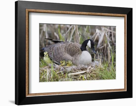 Canada Goose on Nest with Newly Hatched Goslings-Ken Archer-Framed Photographic Print