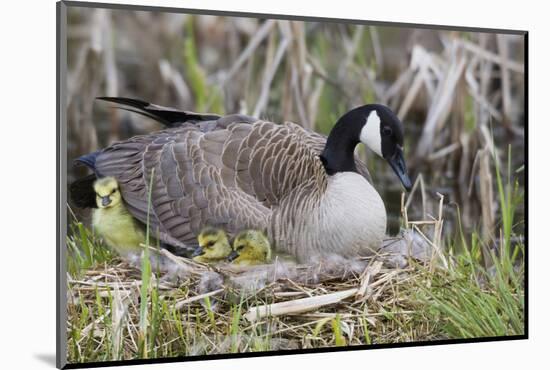 Canada Goose on Nest with Newly Hatched Goslings-Ken Archer-Mounted Photographic Print