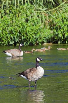 Canada Goose on the Los Angeles River, Los Angeles, California'  Photographic Print - Peter Bennett | Art.com