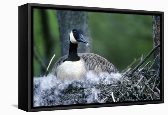 Canada Goose Sitting on Nest, Illinois-Richard and Susan Day-Framed Premier Image Canvas