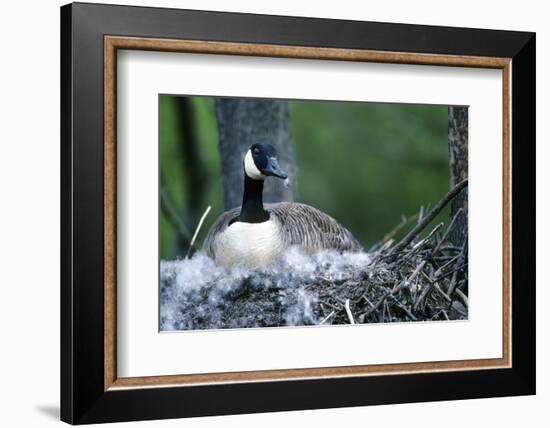 Canada Goose Sitting on Nest, Illinois-Richard and Susan Day-Framed Photographic Print