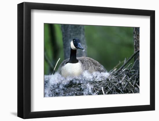 Canada Goose Sitting on Nest, Illinois-Richard and Susan Day-Framed Photographic Print