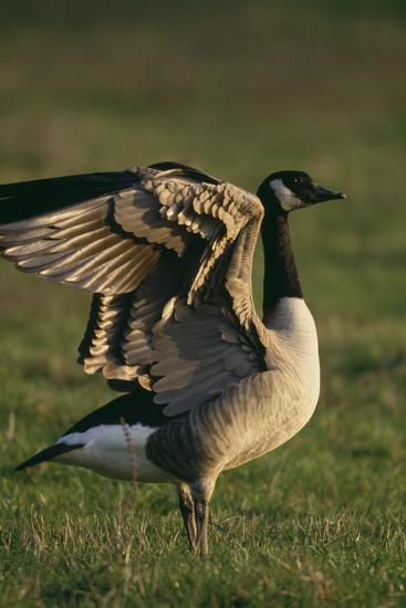 canada goose stretching wings