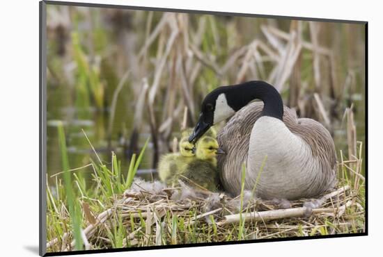 Canada goose tending newly hatched goslings.-Ken Archer-Mounted Photographic Print