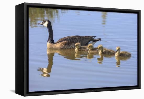 Canada Goose with Chicks, San Francisco Bay, California, USA-Tom Norring-Framed Premier Image Canvas