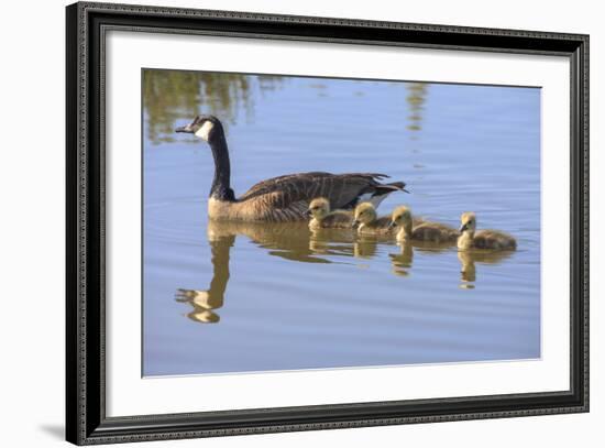 Canada Goose with Chicks, San Francisco Bay, California, USA-Tom Norring-Framed Photographic Print