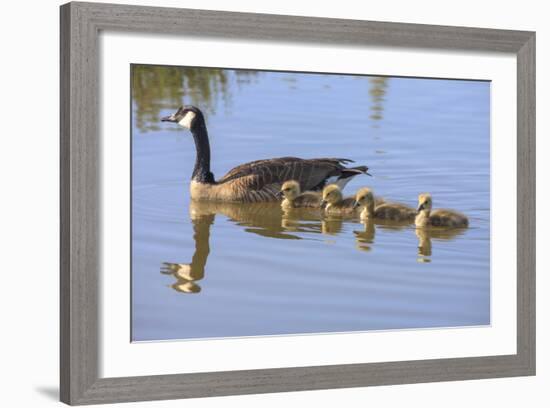 Canada Goose with Chicks, San Francisco Bay, California, USA-Tom Norring-Framed Photographic Print