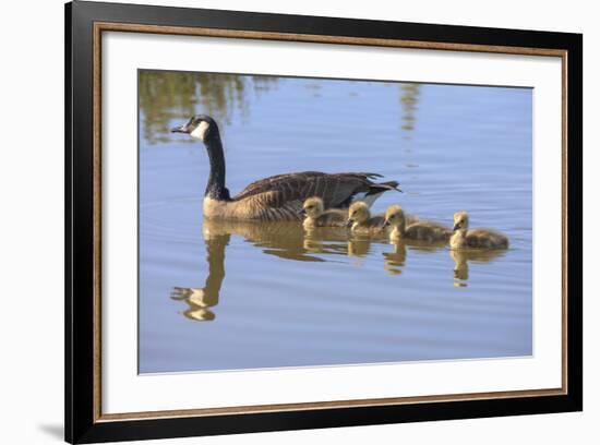 Canada Goose with Chicks, San Francisco Bay, California, USA-Tom Norring-Framed Photographic Print