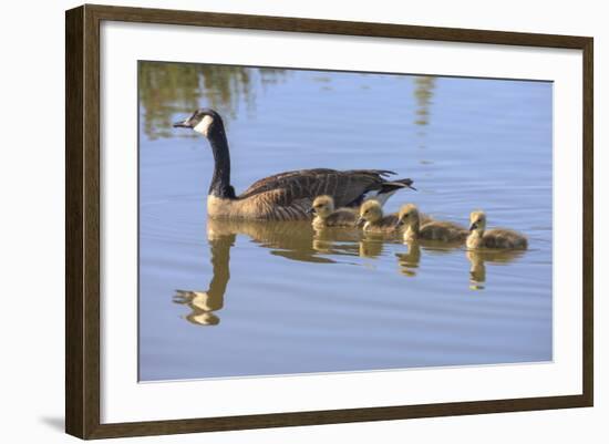 Canada Goose with Chicks, San Francisco Bay, California, USA-Tom Norring-Framed Photographic Print