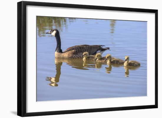 Canada Goose with Chicks, San Francisco Bay, California, USA-Tom Norring-Framed Photographic Print