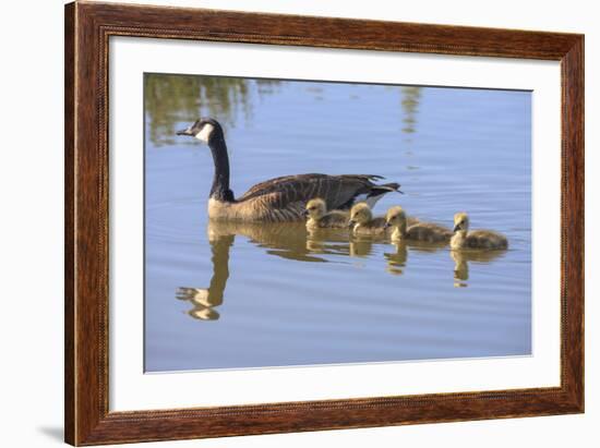 Canada Goose with Chicks, San Francisco Bay, California, USA-Tom Norring-Framed Photographic Print