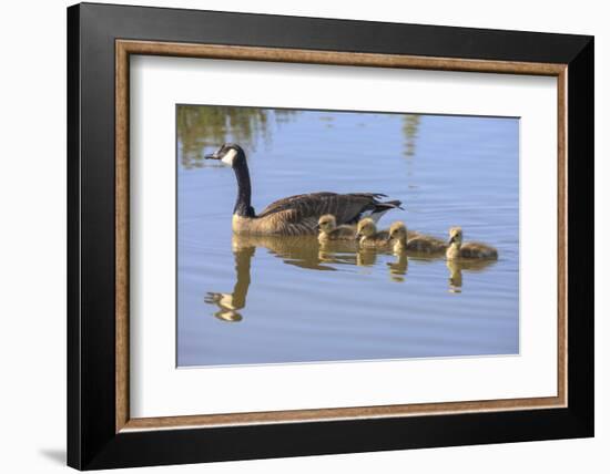 Canada Goose with Chicks, San Francisco Bay, California, USA-Tom Norring-Framed Photographic Print