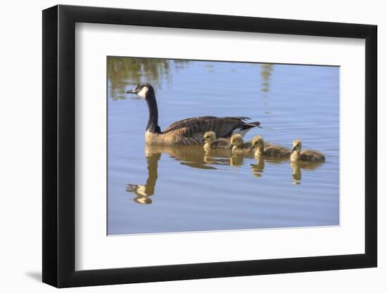 Canada Goose with Chicks, San Francisco Bay, California, USA-Tom Norring-Framed Photographic Print