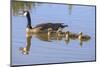 Canada Goose with Chicks, San Francisco Bay, California, USA-Tom Norring-Mounted Photographic Print