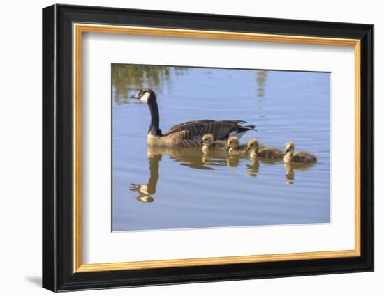 Canada Goose with Chicks, San Francisco Bay, California, USA-Tom Norring-Framed Photographic Print