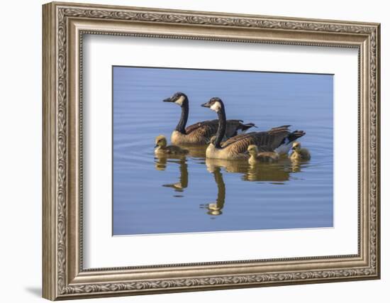 Canada Goose with chicks. San Francisco Bay, California, USA.-Tom Norring-Framed Photographic Print
