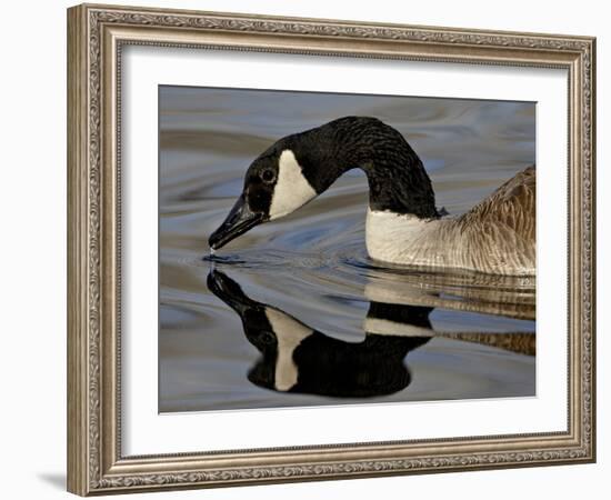 Canada Goose With Reflection While Swimming and Drinking, Denver City Park, Denver-null-Framed Photographic Print