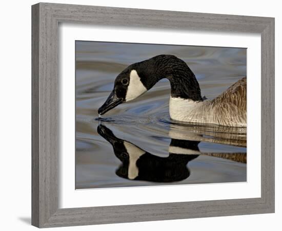 Canada Goose With Reflection While Swimming and Drinking, Denver City Park, Denver-null-Framed Photographic Print