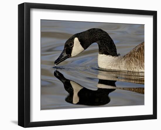 Canada Goose With Reflection While Swimming and Drinking, Denver City Park, Denver-null-Framed Photographic Print