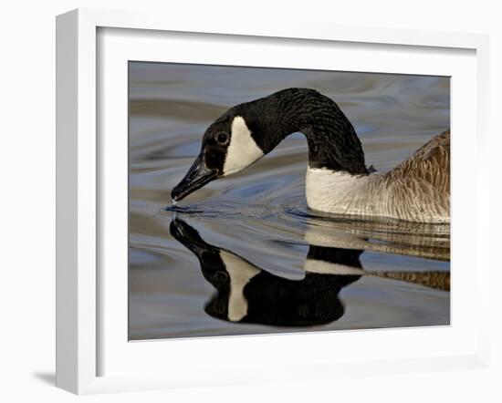 Canada Goose With Reflection While Swimming and Drinking, Denver City Park, Denver-null-Framed Photographic Print