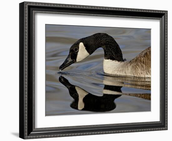 Canada Goose With Reflection While Swimming and Drinking, Denver City Park, Denver-null-Framed Photographic Print