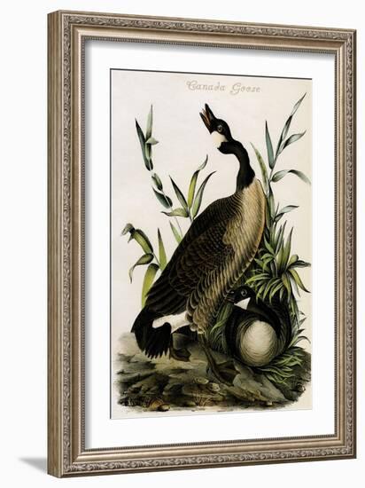Canada Goose-John James Audubon-Framed Art Print