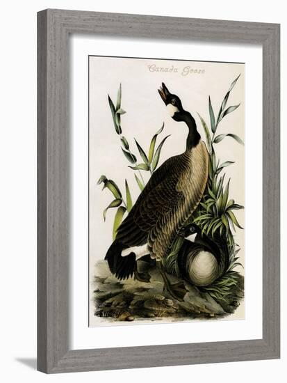 Canada Goose-John James Audubon-Framed Art Print