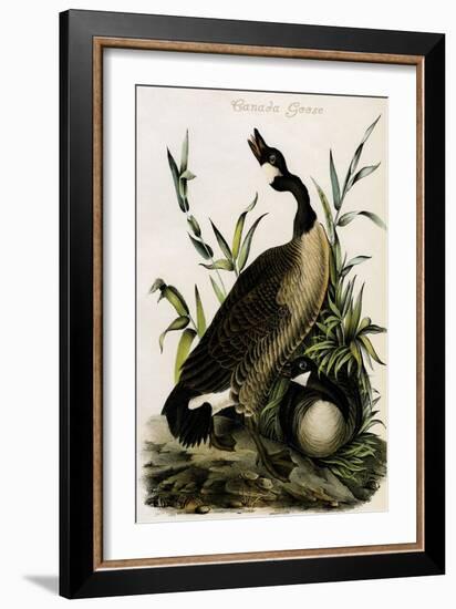 Canada Goose-John James Audubon-Framed Art Print