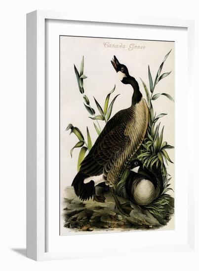 Canada Goose-John James Audubon-Framed Art Print