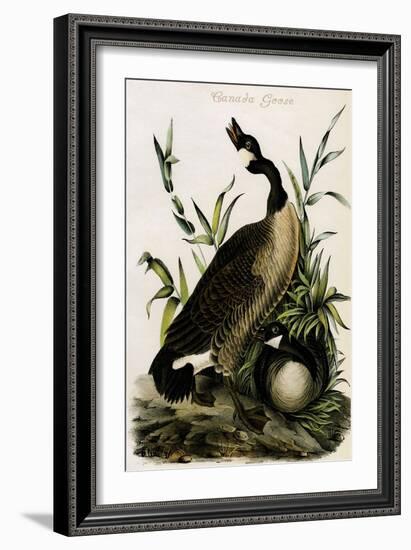 Canada Goose-John James Audubon-Framed Art Print