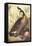 Canada Goose-John James Audubon-Framed Stretched Canvas