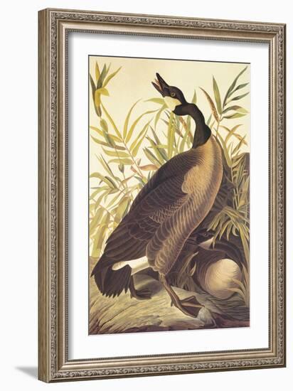 Canada Goose-John James Audubon-Framed Art Print