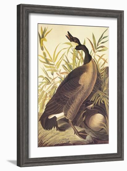 Canada Goose-John James Audubon-Framed Art Print