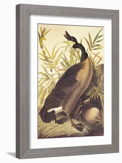 Canada Goose-John James Audubon-Framed Art Print