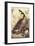 Canada Goose-John James Audubon-Framed Art Print