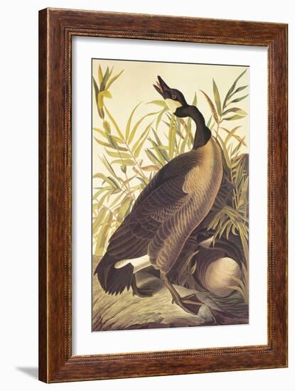 Canada Goose-John James Audubon-Framed Art Print