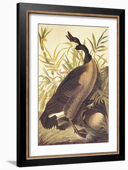 Canada Goose-John James Audubon-Framed Art Print