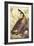 Canada Goose-John James Audubon-Framed Art Print