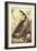 Canada Goose-John James Audubon-Framed Art Print