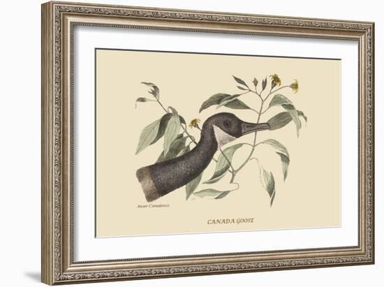 Canada Goose-Mark Catesby-Framed Art Print