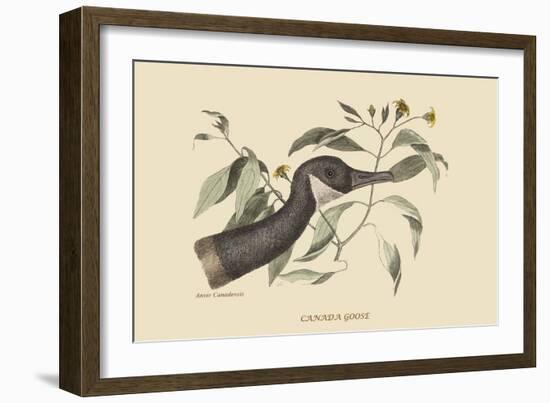 Canada Goose-Mark Catesby-Framed Art Print