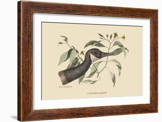 Canada Goose-Mark Catesby-Framed Art Print