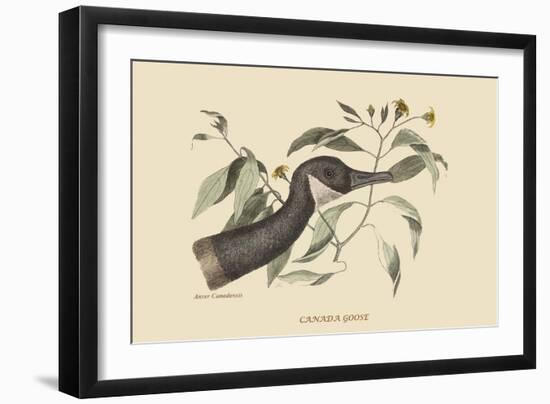 Canada Goose-Mark Catesby-Framed Art Print