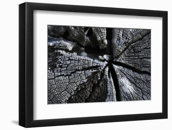 Canada, Gulf Islands, Portland Island. Abstract of Weathered Cedar-Kevin Oke-Framed Photographic Print