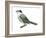 Canada Jay (Perisoreus Canadensis), Birds-Encyclopaedia Britannica-Framed Art Print