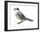 Canada Jay (Perisoreus Canadensis), Birds-Encyclopaedia Britannica-Framed Art Print