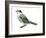 Canada Jay (Perisoreus Canadensis), Birds-Encyclopaedia Britannica-Framed Art Print