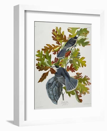 Canada Jay-John James Audubon-Framed Premium Giclee Print